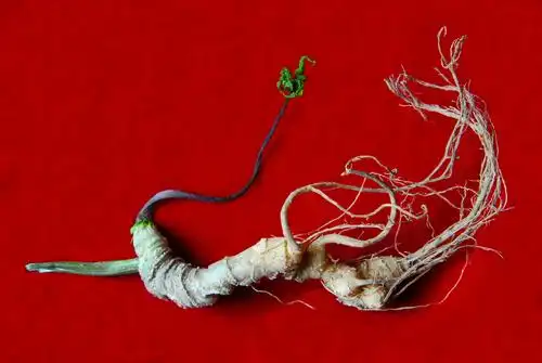 mg电子平台,mg平台网址:三七