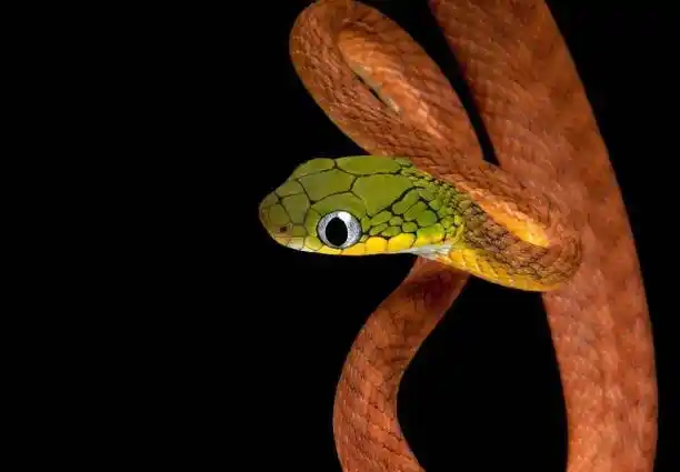 细数中国的一些色彩艳丽的美女蛇