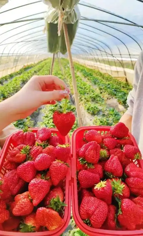 9元抢原价68元【花花草莓园】1大1小采摘套餐!草莓一斤可带走!