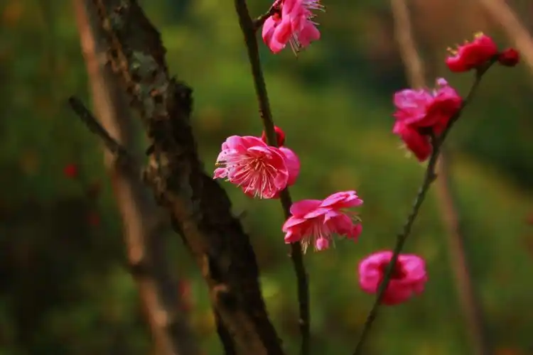 梅花 017_副本.jpg