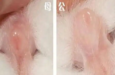 原来兔子的公母还能这样分辨?