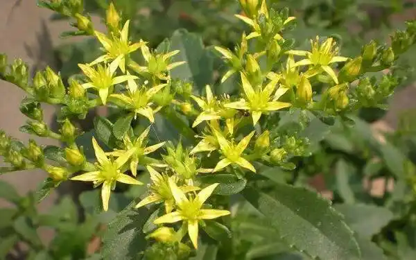 像是景天,雪见,望月砂等意境都非常优美,具体内容如下: 景天:景天属于