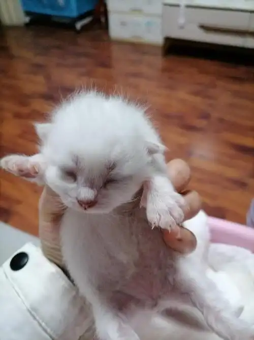 英短银点宝宝接受预定啦,有公有母