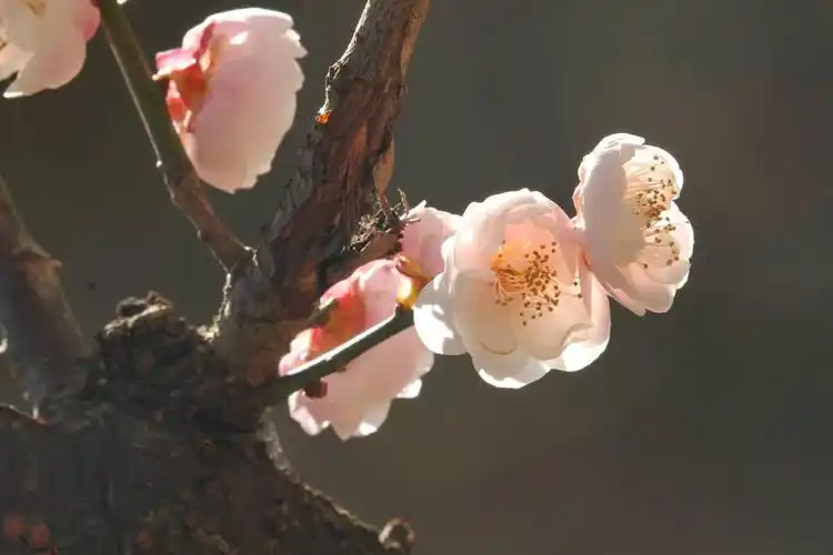 入门班【90°侧光拍摄】(9)