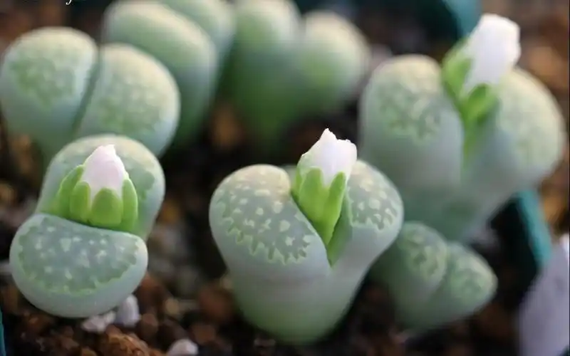 多肉,石生花,盆栽,花卉,壁纸多肉石生花