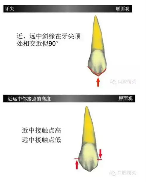 上颌尖牙(上3)如此复杂?学习了