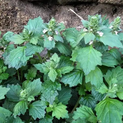 白毛夏枯草,一部社会主义现实主义文艺经典(白毛夏枯草的思想内涵及