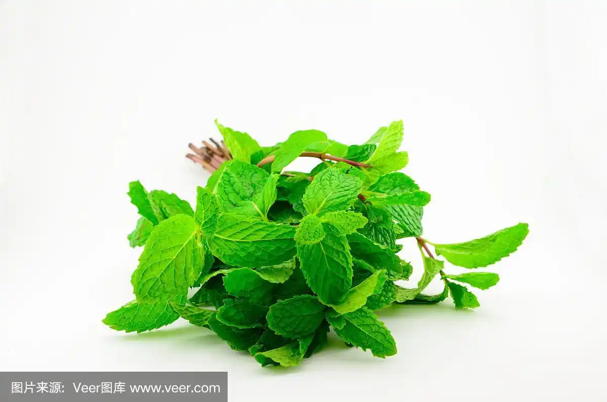 薄荷的叶子