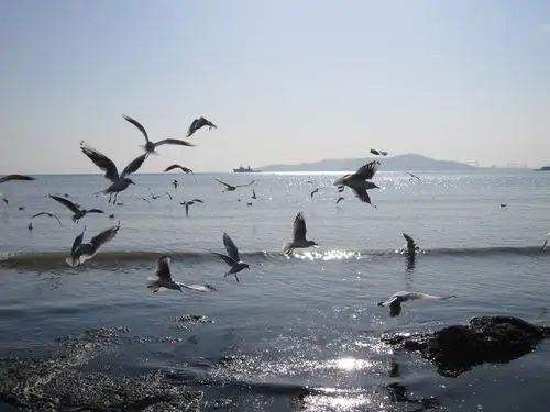 海鸥与海