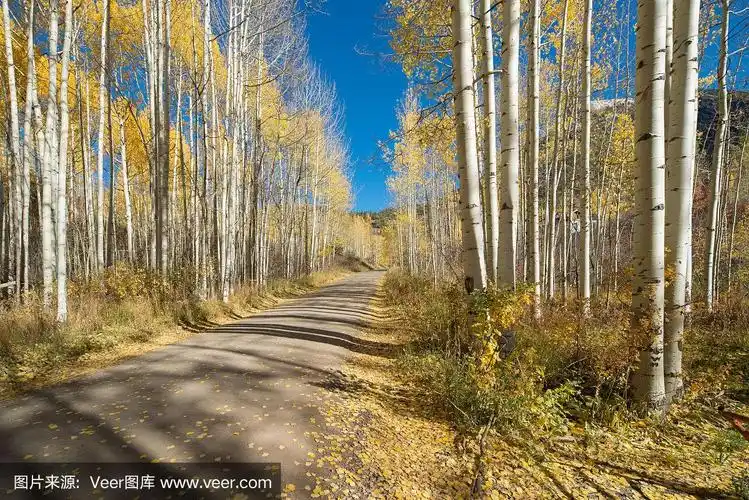 金色的白杨林在秋天与蓝色的天空