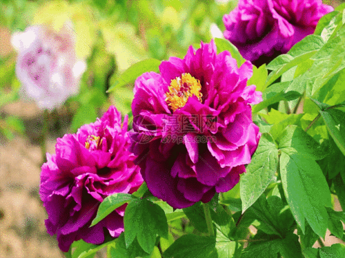 富贵牡丹花gif动图图片-正版gif素材401361256-摄图网