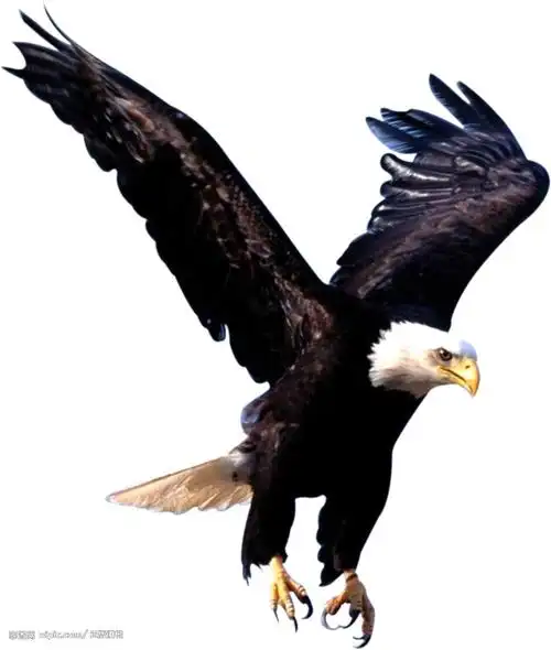 神鹰- 枫叶灿烂 - 枫叶灿烂的博客