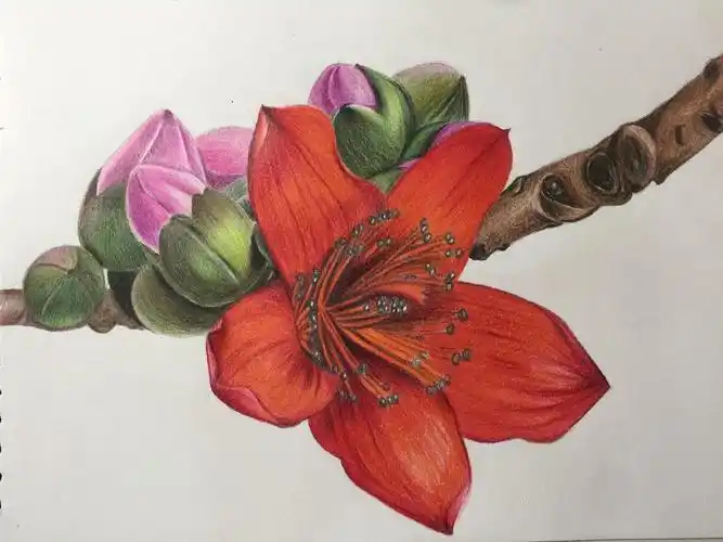 彩铅绘78木棉花