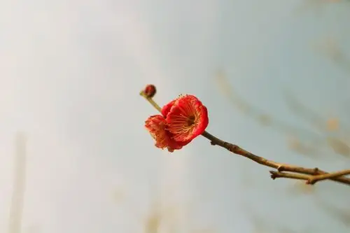 远望见,一枝梅花出墙来