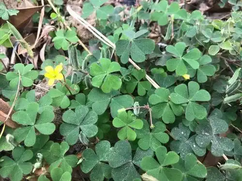 这种我们小时候都吃过的"酸草",你了解它的药用价值吗?