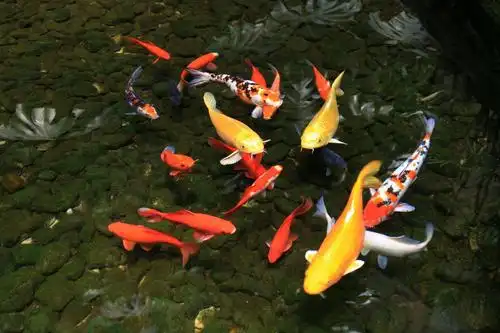 锦鲤开好运,生活如蜜甜