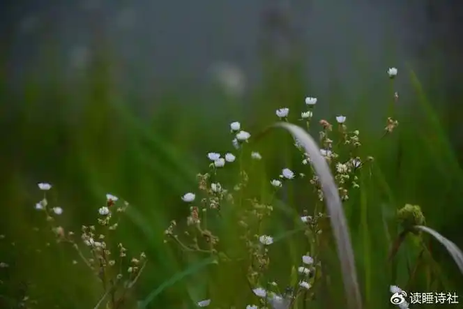 诗天子61诗刊诗歌精选第264期