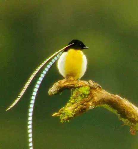 天堂鸟 - 搜狗百科