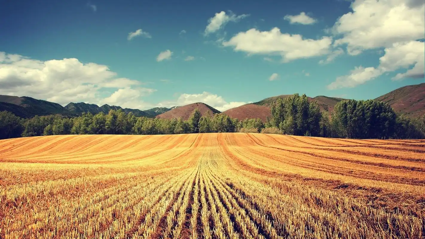 田野麦田风光高清桌面壁纸