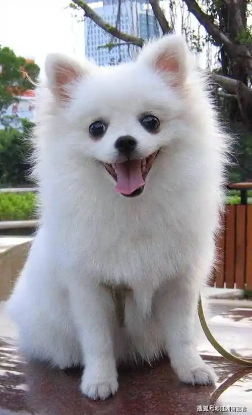 不要对博美犬做这6件事,对它没有好处,主人别再犯错了|狗狗|沐浴露