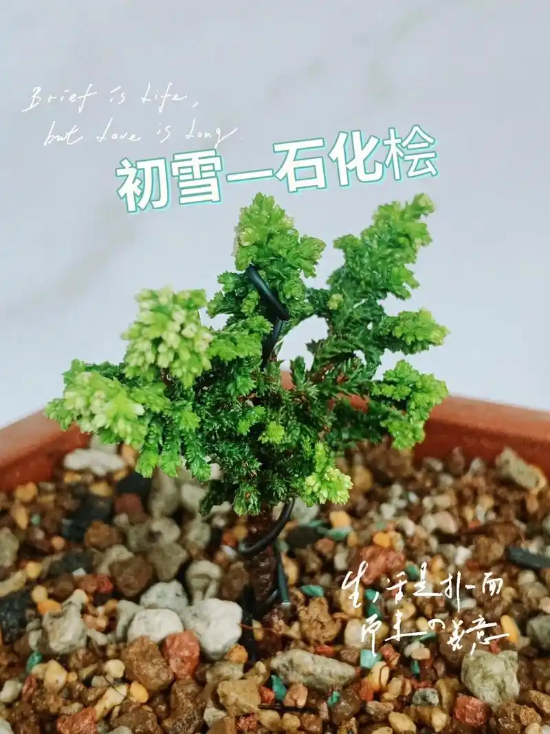 一束银花,满目欢喜.#初雪石化桧#一花一草一 - 抖音