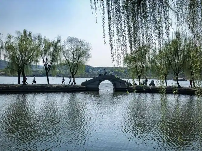 小桥流水湖边一排柳树垂青,清新剔透如此的安静美丽