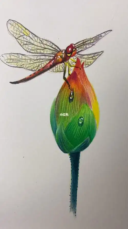 彩铅蜻蜓