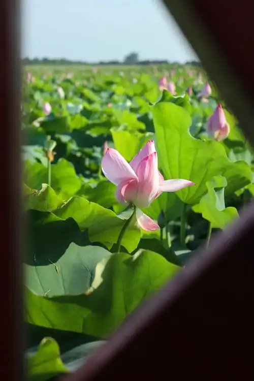 江夏赏荷季020202出走盛夏去看荷花