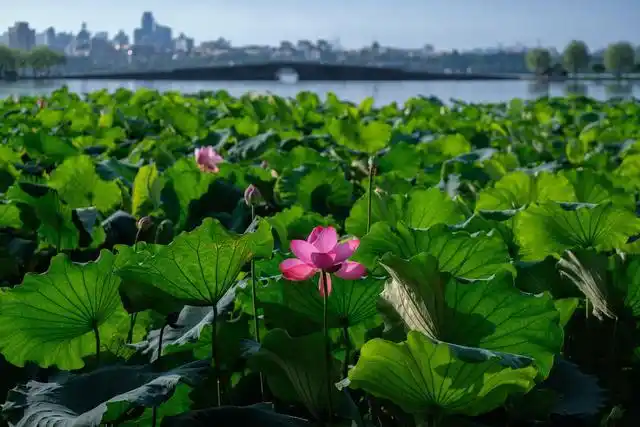 杭州西湖呈现"雨过天青"夏日美景