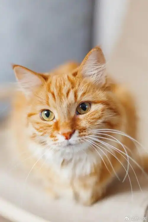 中国 | 猫咪这么可爱,为什么十二生肖没有它?