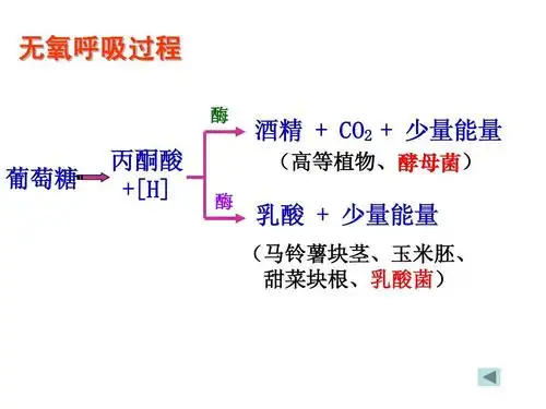 无氧呼吸过程 酶 酒精   co2   少量能量 (高等植物,酵母菌) 葡萄糖