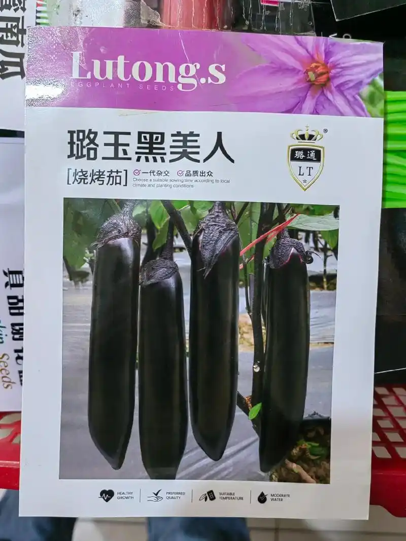 烧烤茄子种子,紫圆茄种子