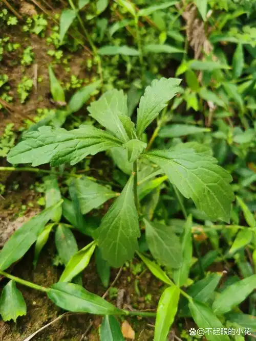 小蓬草,又名风湿草,飞蓬草,小白酒草.
