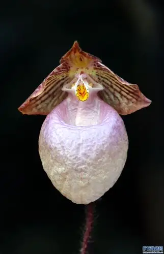 精品兰花展--------硬叶兜兰