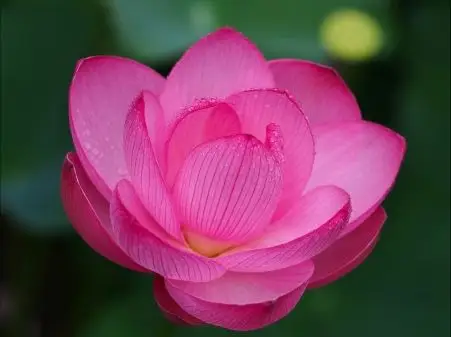 粉色莲花花瓣图片