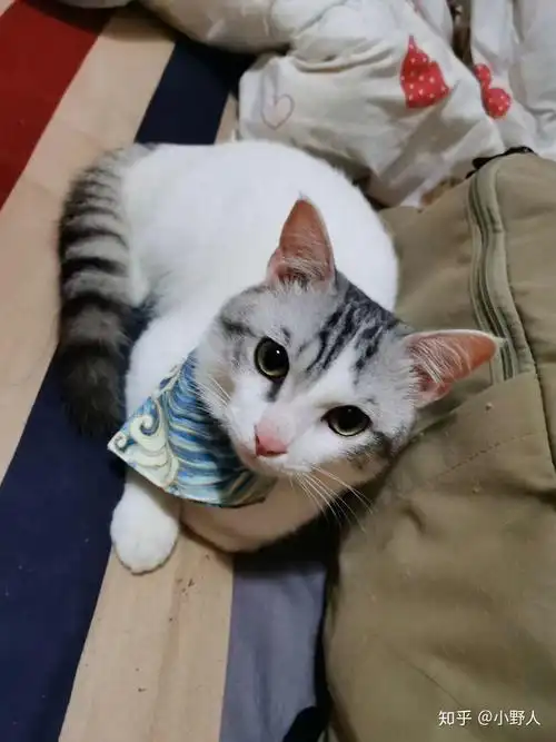 英短和土猫串串的宝宝长大了是什么样? - 知乎