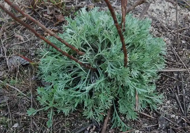 茵陈草药功效与作用