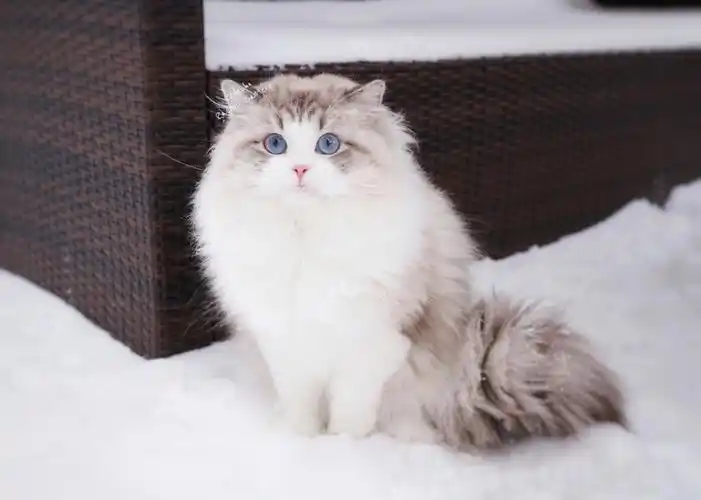 布偶猫哥哥们de赏雪图76