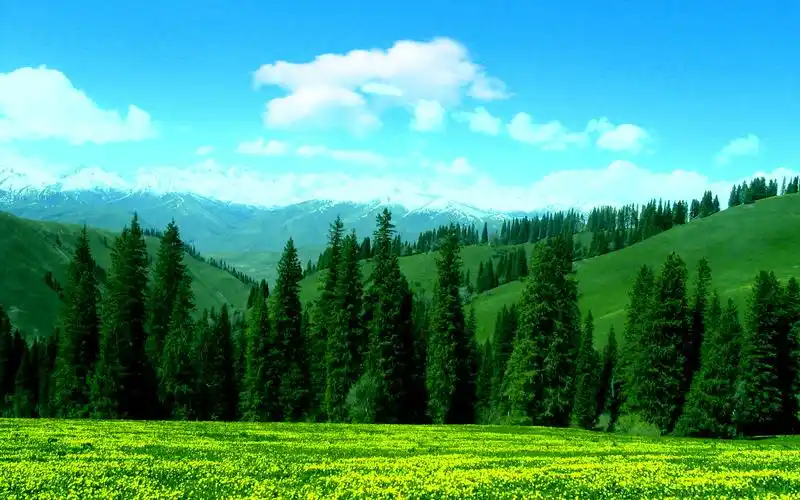 清新护眼绿色草地风景桌面壁纸