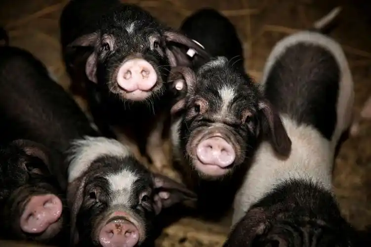 中国的猪从哪里来? | 地球知识局