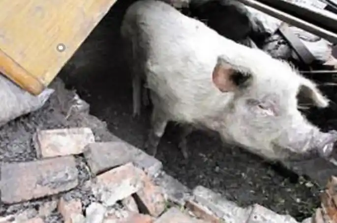 纪实:汶川地震中被埋废墟36天获救的"猪坚强",死后被做成标本
