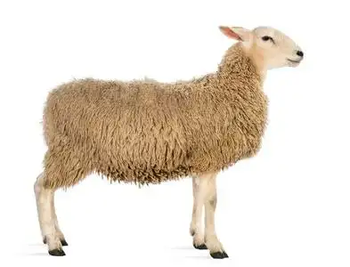 一只羊白色背景的侧视图照片