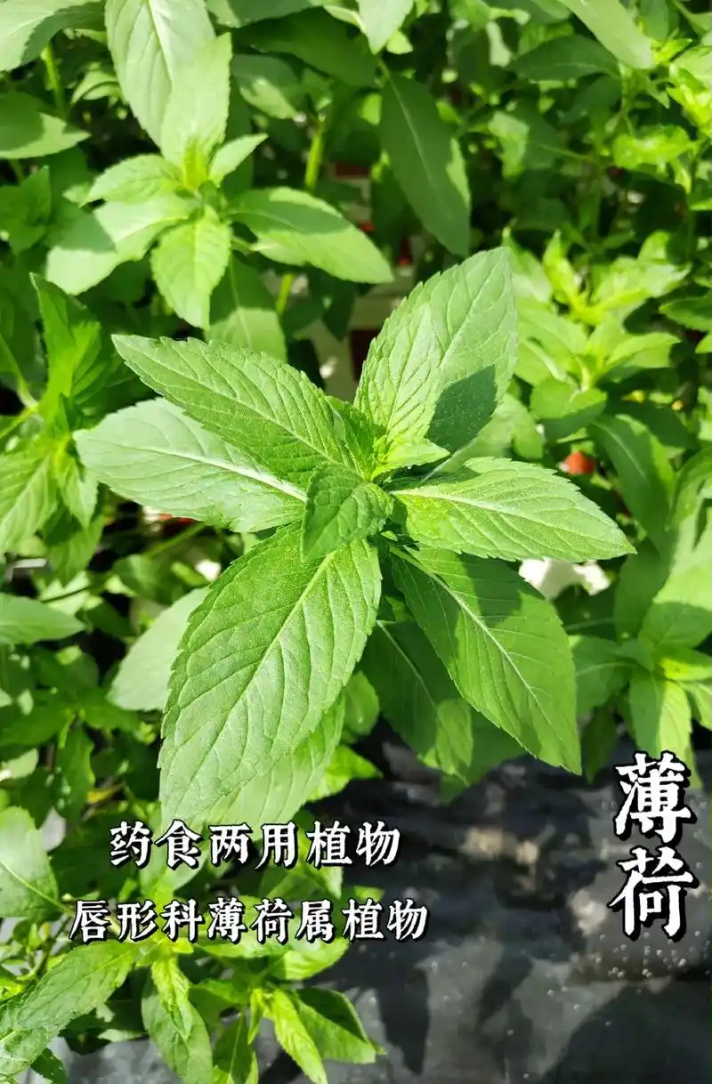 植物图鉴一百二十二:薄荷(唇形科薄荷属植物)薄荷是重要的药 - 抖音