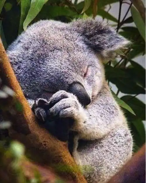 考拉在桉树上睡觉,它怎么能感知周围的危险呢?