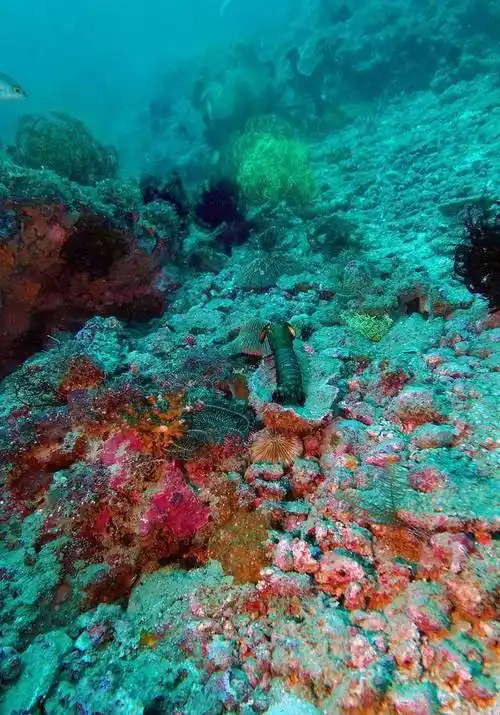 原创洋流变暖海洋底栖生物迷路了