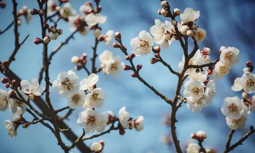 春回大地百花盛开的小清新鲜花风景壁纸