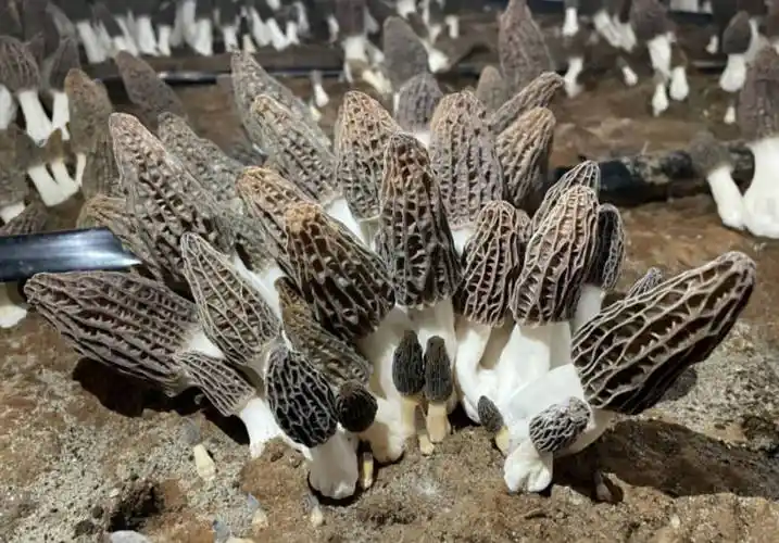 石嘴山市果园村试水羊肚菌成功