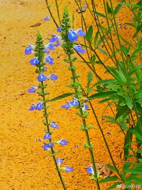 鼠尾草见过这么漂亮的老鼠尾巴么