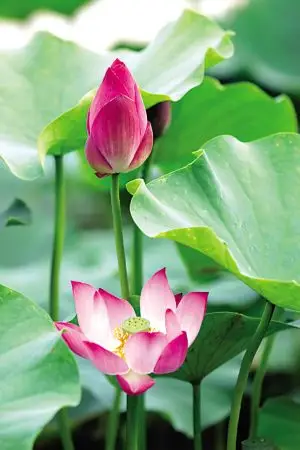 酣红腻绿在最美的地方赏荷(3)(图)