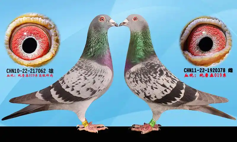 纯詹森019系高级种鸽配对!